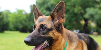 Close-up of a German Shepherd dog with a happy expression in a grassy area