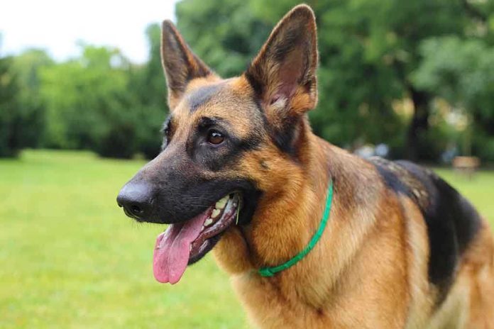 Close-up of a German Shepherd dog with a happy expression in a grassy area