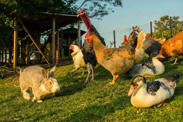 Rabbit and various birds on the farm grass