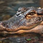 Model DRAGGED to Death After Ignoring Warning Close-up of a crocodile's head partially submerged in water