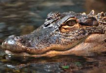Close-up of a crocodile's head partially submerged in water