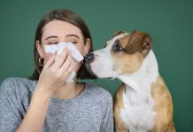 Person sneezing with curious dog watching attentively
