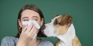 Person sneezing with curious dog watching attentively