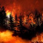 Wind Turns Spark Into County Inferno Trees burning in a forest fire at night.