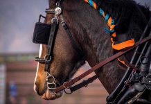 Horse with colorful braids and bridle, side profile.
