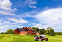 Mutant Pigs? Fukushima Hybrids Unveiled A vintage tractor in front of a red barn on a sunny day