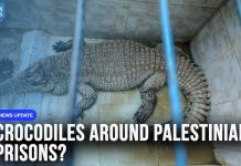 Israel Moves Ahead With Controversial Crocodile Prison Plan for Palestinian Detainees