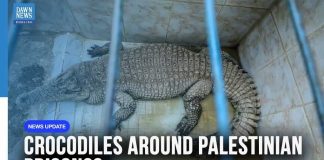 Crocodile Prisons? See Country’s Wild Power Play Israel Moves Ahead With Controversial Crocodile Prison Plan for Palestinian Detainees