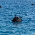 Naval sea mine floating in blue ocean water