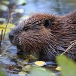 13-Year-Old Boy Mauled by a Rabid Beaver Beaver in shallow water among floating leaves