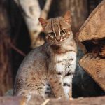 New Cat Species Discovered for First Time in 100 Years small spotted wildcat standing among tree logs