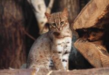 small spotted wildcat standing among tree logs