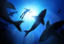 Diver surrounded by sharks in deep blue water