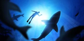 Sea Snakes and HAMMERHEADS Hit California Waters Diver surrounded by sharks in deep blue water