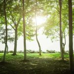 Judge BLOCKS Tree Cutting for Trump Golf Project Sunlight filtering through trees in a quiet forest