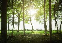 Judge BLOCKS Tree Cutting for Trump Golf Project Sunlight filtering through trees in a quiet forest