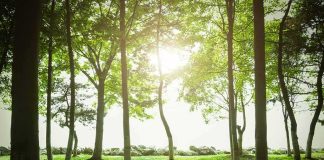Judge BLOCKS Tree Cutting for Trump Golf Project Sunlight filtering through trees in a quiet forest